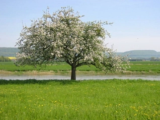 Apfelbaum © Stadt Hessisch Oldendorf